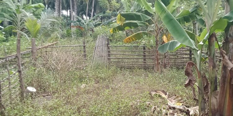 Beberapa tanaman cabai bantuan program SJSP telah mengering dan dikelilingi rerumputan di salah satu rumah warga di Desa Bantayan, Kecamatan Luwuk Timur, Kabupaten Banggai, Sulawesi Tengah, Jumat (21/6/2024). (Handover)